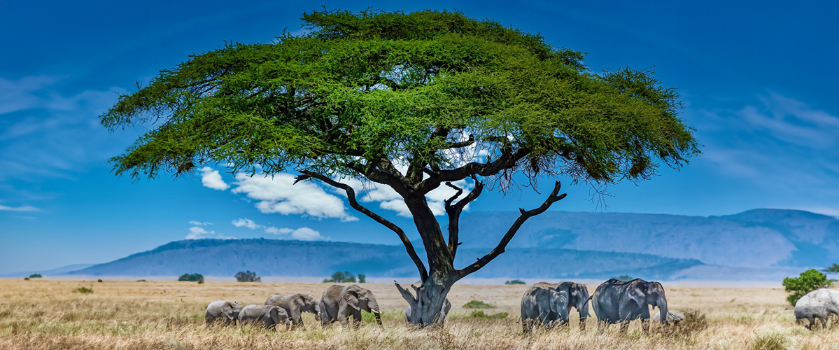 Etosha National Park